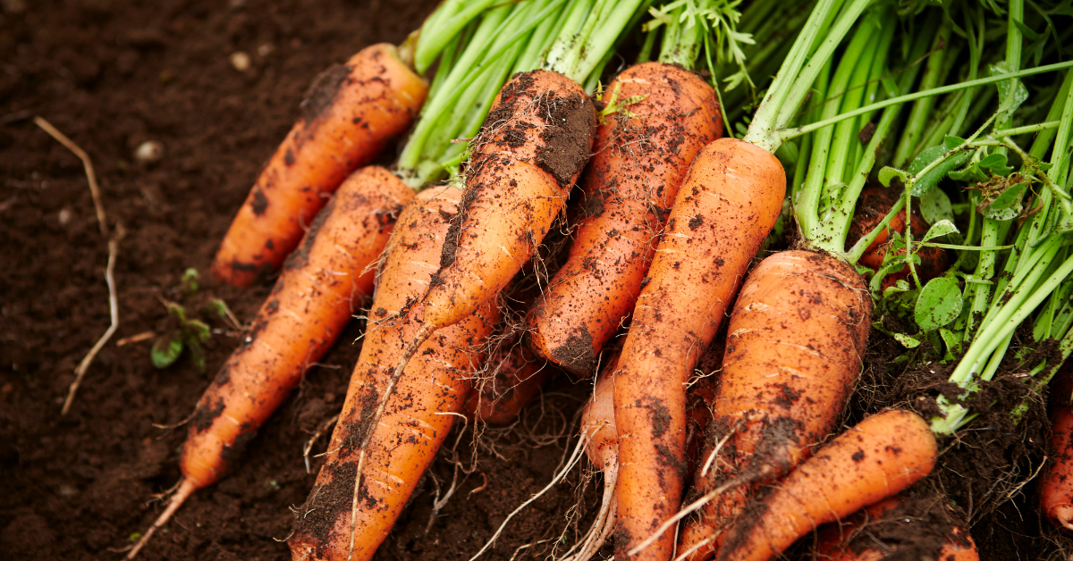 Svieža a chutná úroda aj v lete: Čo zasadiť do vašej záhradky?