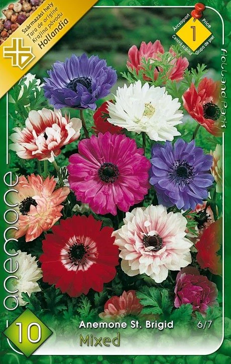 Anemone St.Brigid - mixed / 10ks v balení