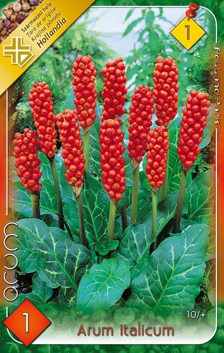Arum Italicum / 1ks v balení