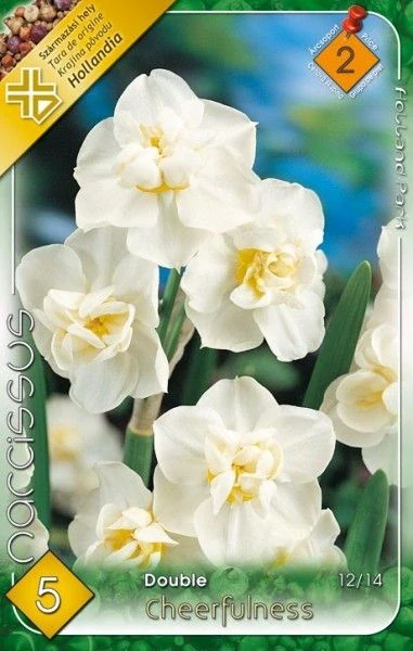 Narcissus Double - Cheerfulness