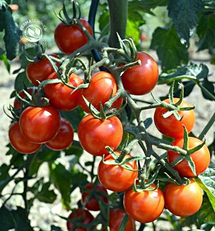 Primabella - bio