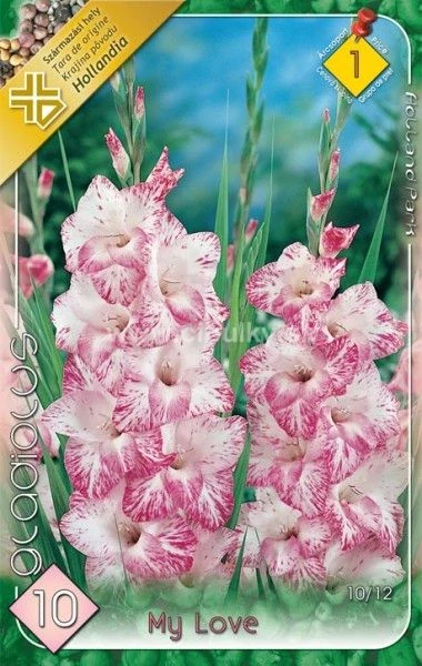 Gladiolus My love