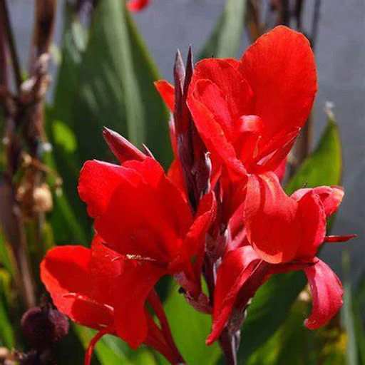 Canna red