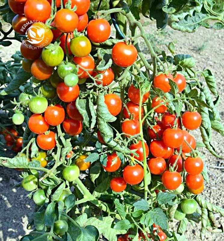 Primavera - bio