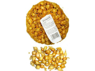 Cibuľa sadzačka Stutgart 8/21mm  0,5kg