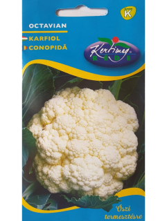 Karfiol jesenný Octavian 0,5g